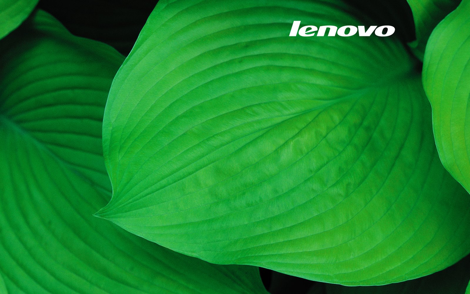 [lenovo_Summer_W.jpg]