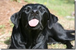 dog_tongue