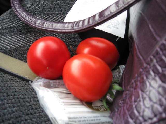 [Em's tomatoes[2].jpg]