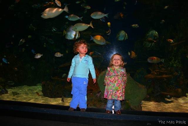 [20090123 - Ripley's Aquarium (38)[7].jpg]