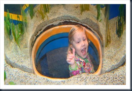Savannah at Ripley's Aquarium 