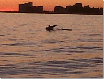 CIPS barco pirata delfin CIPS barco pirata delfin