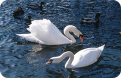 two_swans