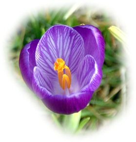 [krokus[3].jpg]