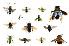 insetos