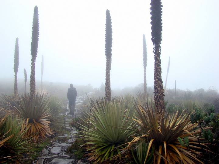 Фото  Camino real Choachí - Páramo del Verjón