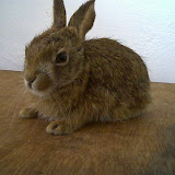 Wildlife Rescue Center