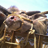 cattle rescue project I