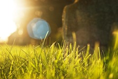 Life-in-the-Graveyard