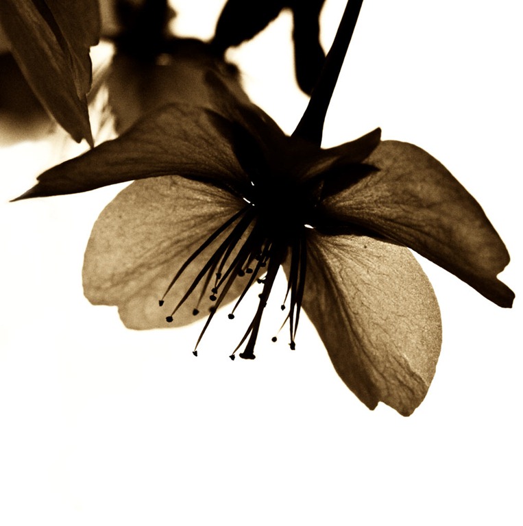 [Blossom-2[3].jpg]
