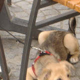 Polish puppy