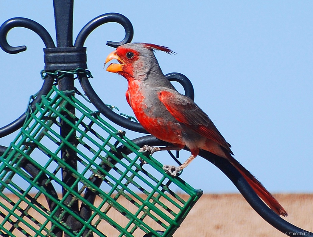 [4. Pyrrhuloxia 6-11-07[5].jpg]