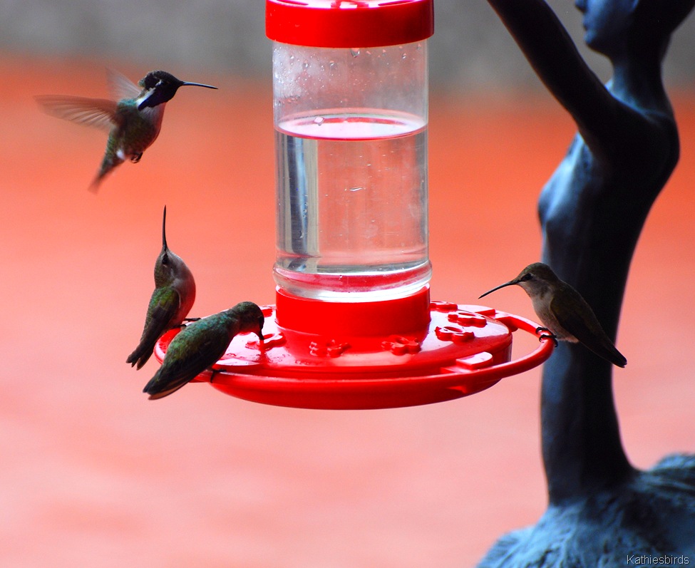 [Winter Hummingbirds[5].jpg]