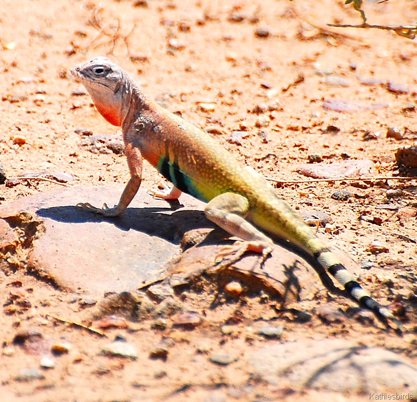 [6. lizard[4].jpg]