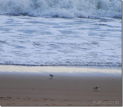 DSC_0217 DSC_0217