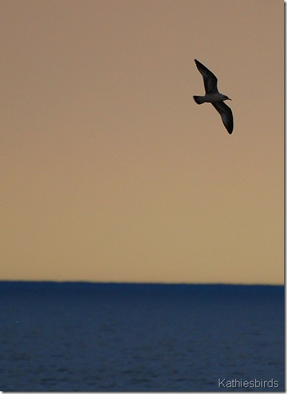 DSC_0213 DSC_0213
