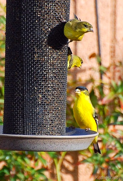 2. 1st bird 2. 1st bird