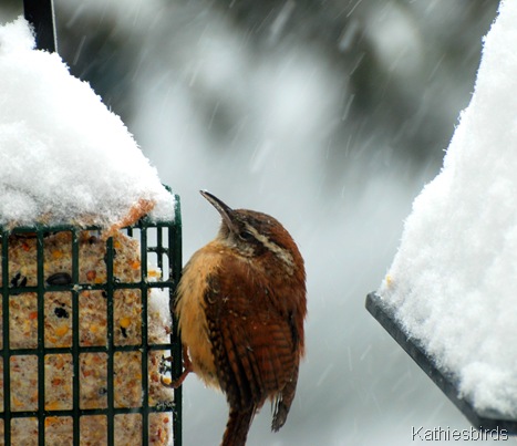 Carolina Wren 2-1-11