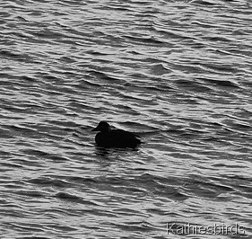 DSC_0268 DSC_0268