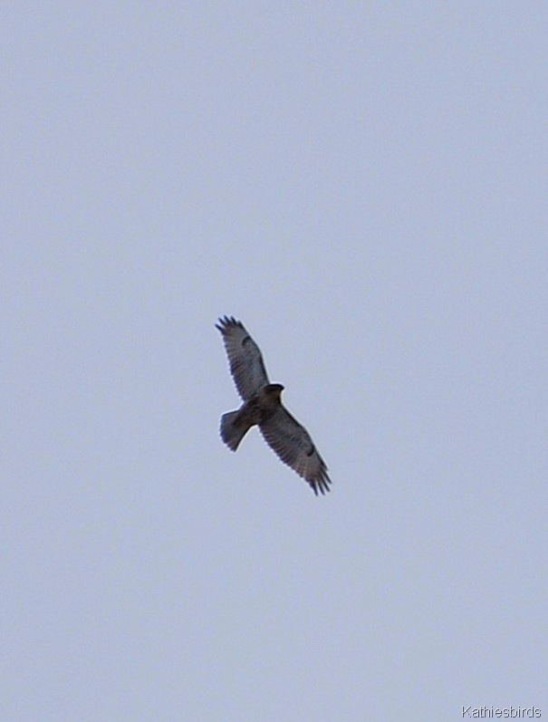 [15. red-tailed hawk k[4].jpg]