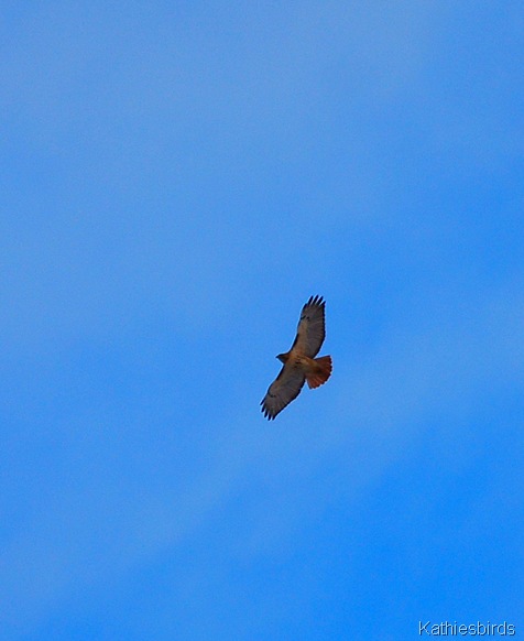 7. red-tailed hawk