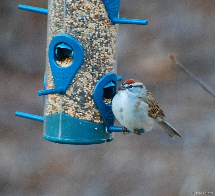 [3. chipping sparrow_kathie[4].jpg]