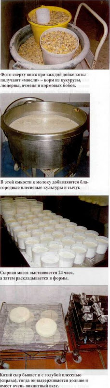 козья ферма