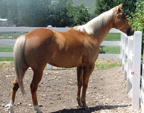 [horse[3].jpg]