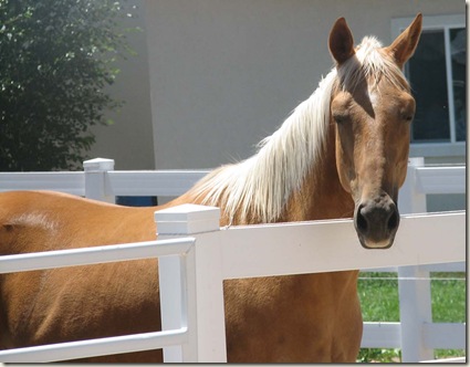 horse new