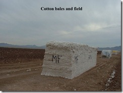 cotton1[1]