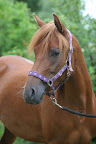 Isadora juli 2010