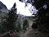 dejamos el bosque
