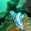 Anilao blue nudibranch