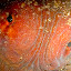 Anilao octopus