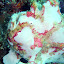 Anilao frogfish