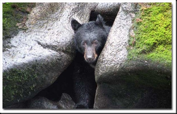 hibernating-bear-coming-out-of-cave hibernating-bear-coming-out-of-cave