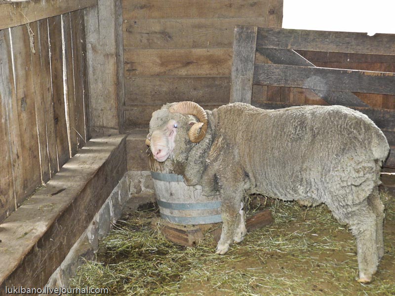 Гринфилд Вилладж - 1