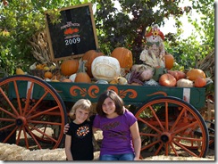 pumpkin patch 009 pumpkin patch 009