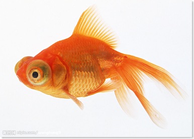 goldenfish