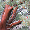Big Berry Manzanita