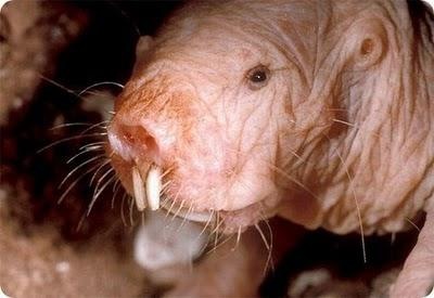 [Animals_29_display[5].jpg]