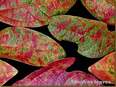 bright-sassafras-leaves