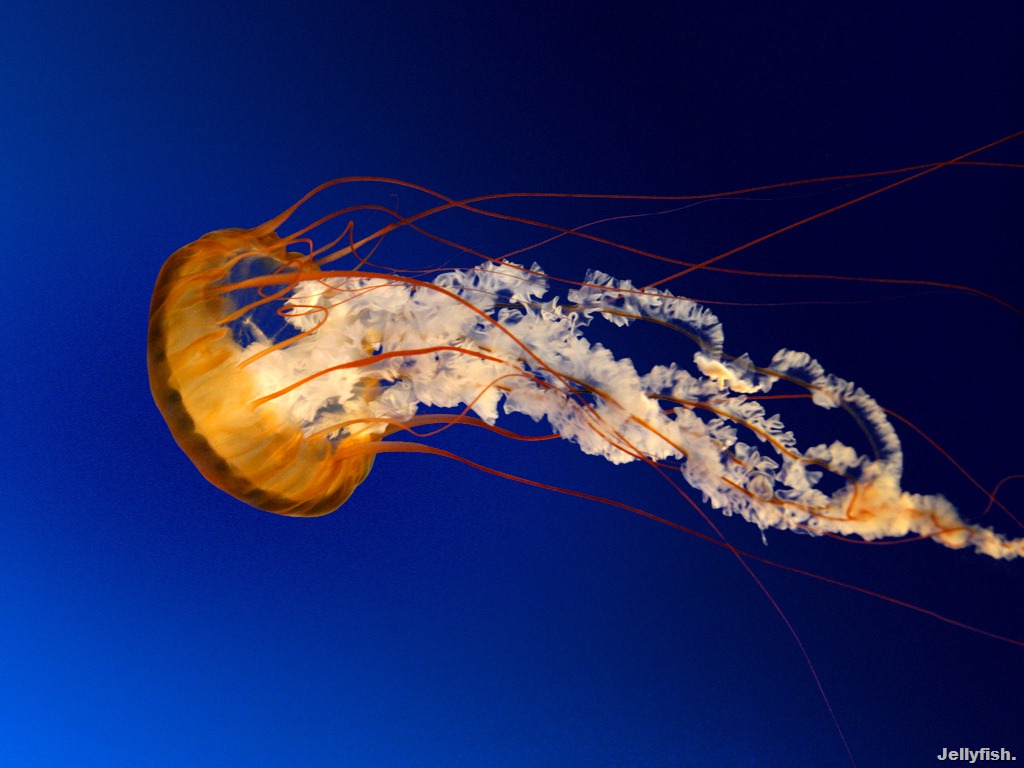 [Jellyfish[6].jpg]