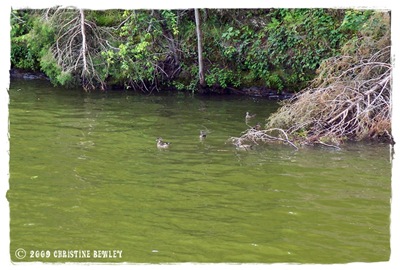 Cute little duckies