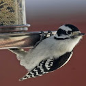 Downy Woodpecker