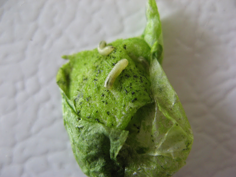 Bugs & Spinach
