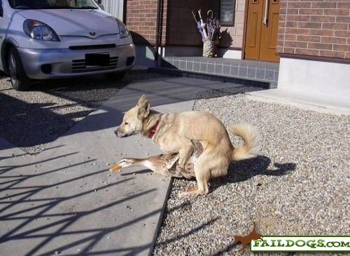 [faildogs-forbiddenlove[4].jpg]
