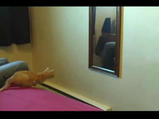 [761[3].gif]