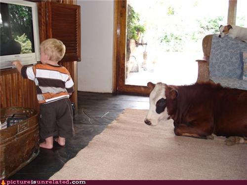Awkward kid and cow