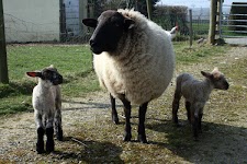 sheep.jpg sheep.jpg